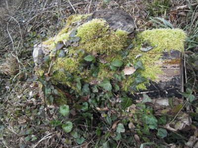 baumstamm-mit-moos-und-efeu-klein.jpg