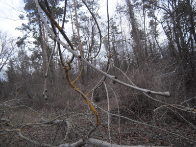 esche-gefllt3_klein.jpg