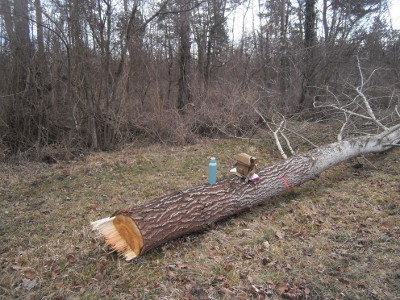 gefllte-birke-sitzplatz-klein.jpg