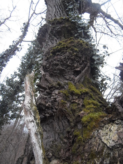 knorriger-baum3klein.jpg