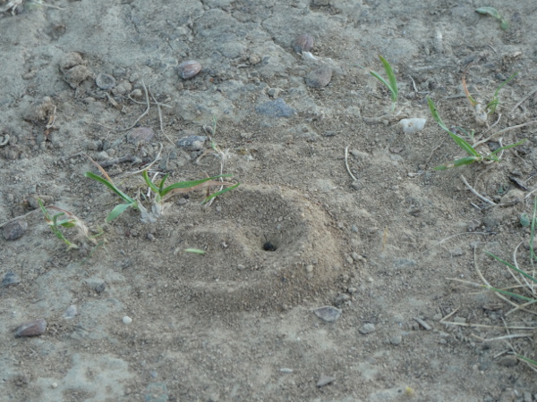 sandbiene-schaut-mich-an3-klein.jpg